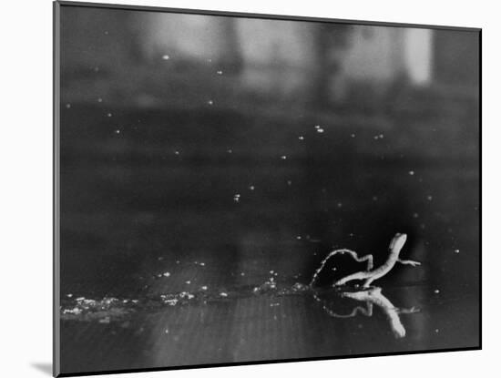 Basilisk Lizard of Mexico "Running" on the Water-Ralph Morse-Mounted Photographic Print