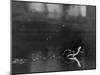 Basilisk Lizard of Mexico "Running" on the Water-Ralph Morse-Mounted Photographic Print