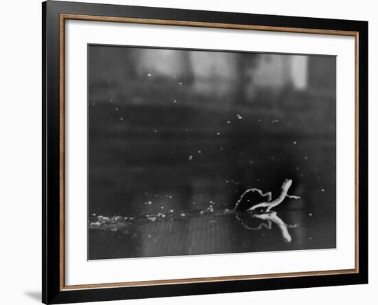 Basilisk Lizard of Mexico "Running" on the Water-Ralph Morse-Framed Photographic Print