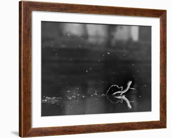 Basilisk Lizard of Mexico "Running" on the Water-Ralph Morse-Framed Photographic Print