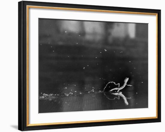 Basilisk Lizard of Mexico "Running" on the Water-Ralph Morse-Framed Photographic Print