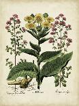 Hyacinthus Orientalis-Basilius Besler-Art Print