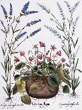 Cyclamen and Lavender Engraving by Georg Dionysius Ehret, from The Hortus Eystettensis-Basilius Besler-Giclee Print