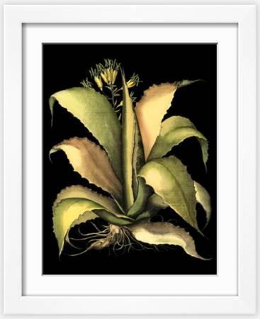 Aloe Plant Wall Art: Prints, Paintings & Posters | Art.com