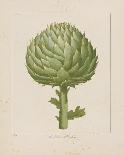 Geranium Muscatum-Basilius Besler-Giclee Print