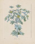 Geranium Muscatum-Basilius Besler-Giclee Print