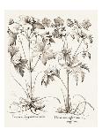 Papaver Corniculatum-Basilius Besler-Framed Giclee Print