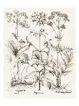 Herb Paris, Common Foxglove and Large Yellow Foxglove-Basilius Besler-Giclee Print