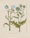 Herb Paris, Common Foxglove and Large Yellow Foxglove-Basilius Besler-Giclee Print