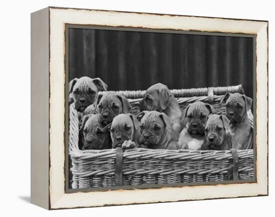 Basket-Full of Boxer Puppies with Their Adorable Wrinkled Heads-Thomas Fall-Framed Premier Image Canvas