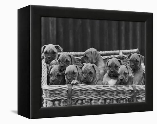 Basket-Full of Boxer Puppies with Their Adorable Wrinkled Heads-Thomas Fall-Framed Premier Image Canvas