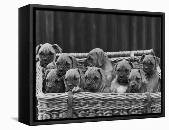 Basket-Full of Boxer Puppies with Their Adorable Wrinkled Heads-Thomas Fall-Framed Premier Image Canvas