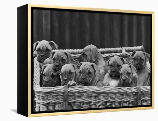 Basket-Full of Boxer Puppies with Their Adorable Wrinkled Heads-Thomas Fall-Framed Premier Image Canvas