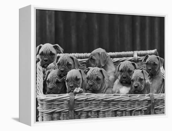 Basket-Full of Boxer Puppies with Their Adorable Wrinkled Heads-Thomas Fall-Framed Premier Image Canvas