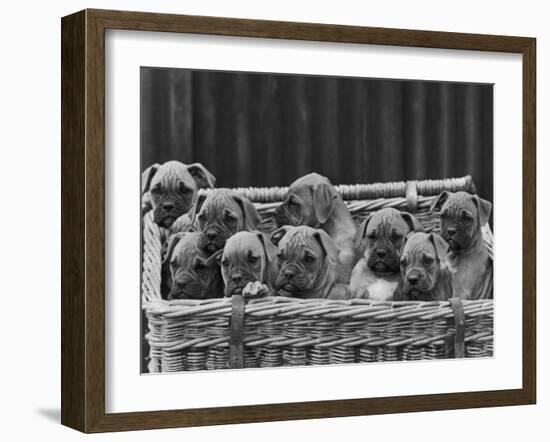 Basket-Full of Boxer Puppies with Their Adorable Wrinkled Heads-Thomas Fall-Framed Photographic Print