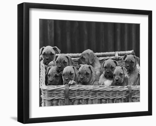 Basket-Full of Boxer Puppies with Their Adorable Wrinkled Heads-Thomas Fall-Framed Photographic Print