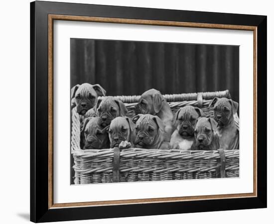 Basket-Full of Boxer Puppies with Their Adorable Wrinkled Heads-Thomas Fall-Framed Photographic Print