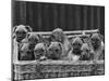 Basket-Full of Boxer Puppies with Their Adorable Wrinkled Heads-Thomas Fall-Mounted Photographic Print