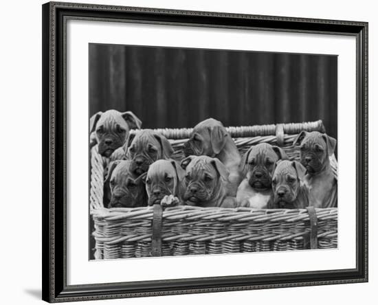 Basket-Full of Boxer Puppies with Their Adorable Wrinkled Heads-Thomas Fall-Framed Photographic Print