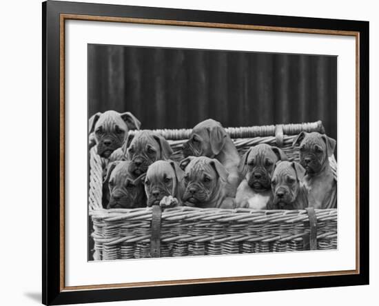 Basket-Full of Boxer Puppies with Their Adorable Wrinkled Heads-Thomas Fall-Framed Photographic Print