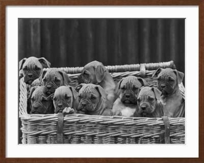 Basket-Full of Boxer Puppies with Their Adorable Wrinkled Heads'  Photographic Print - Thomas Fall | Art.com
