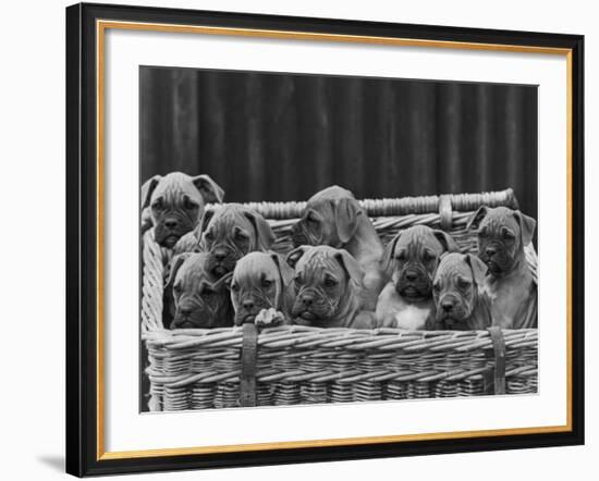 Basket-Full of Boxer Puppies with Their Adorable Wrinkled Heads-Thomas Fall-Framed Photographic Print