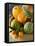 Basket of Assorted Citrus Fruit-Vladimir Shulevsky-Framed Premier Image Canvas