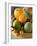 Basket of Assorted Citrus Fruit-Vladimir Shulevsky-Framed Photographic Print