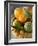 Basket of Assorted Citrus Fruit-Vladimir Shulevsky-Framed Photographic Print