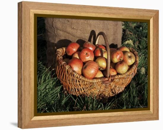 Basket of Cider Apples, Pays d'Auge, Normandie (Normandy), France-Guy Thouvenin-Framed Premier Image Canvas