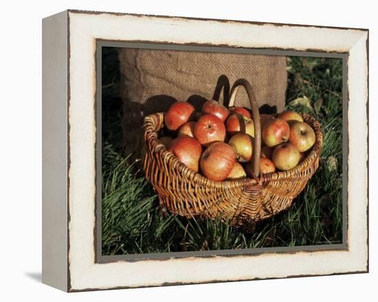 Basket of Cider Apples, Pays d'Auge, Normandie (Normandy), France-Guy Thouvenin-Framed Premier Image Canvas