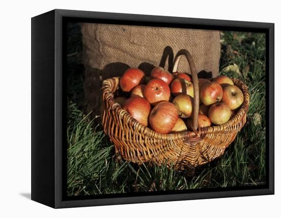 Basket of Cider Apples, Pays d'Auge, Normandie (Normandy), France-Guy Thouvenin-Framed Premier Image Canvas