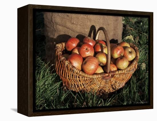 Basket of Cider Apples, Pays d'Auge, Normandie (Normandy), France-Guy Thouvenin-Framed Premier Image Canvas