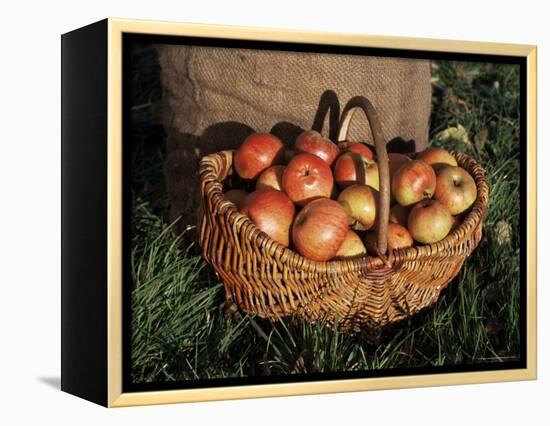 Basket of Cider Apples, Pays d'Auge, Normandie (Normandy), France-Guy Thouvenin-Framed Premier Image Canvas