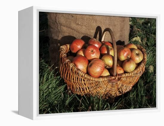 Basket of Cider Apples, Pays d'Auge, Normandie (Normandy), France-Guy Thouvenin-Framed Premier Image Canvas
