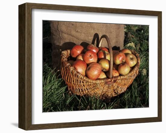 Basket of Cider Apples, Pays d'Auge, Normandie (Normandy), France-Guy Thouvenin-Framed Photographic Print