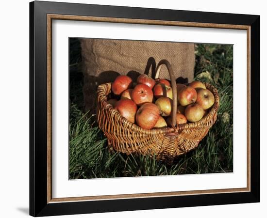 Basket of Cider Apples, Pays d'Auge, Normandie (Normandy), France-Guy Thouvenin-Framed Photographic Print