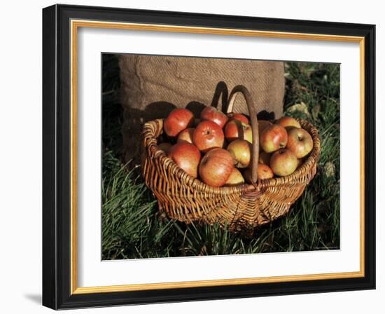 Basket of Cider Apples, Pays d'Auge, Normandie (Normandy), France-Guy Thouvenin-Framed Photographic Print