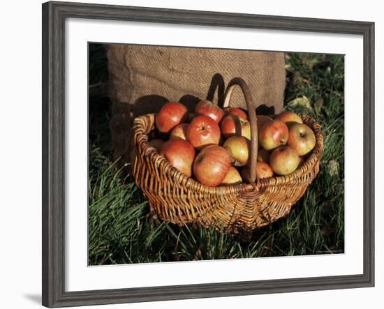 Basket of Cider Apples, Pays d'Auge, Normandie (Normandy), France-Guy Thouvenin-Framed Photographic Print