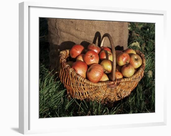 Basket of Cider Apples, Pays d'Auge, Normandie (Normandy), France-Guy Thouvenin-Framed Photographic Print