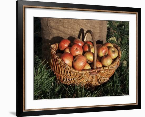 Basket of Cider Apples, Pays d'Auge, Normandie (Normandy), France-Guy Thouvenin-Framed Photographic Print