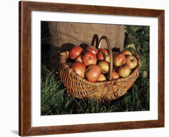 Basket of Cider Apples, Pays d'Auge, Normandie (Normandy), France-Guy Thouvenin-Framed Photographic Print