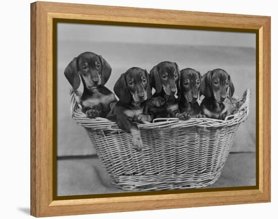 Basket of Puppies-Thomas Fall-Framed Premier Image Canvas
