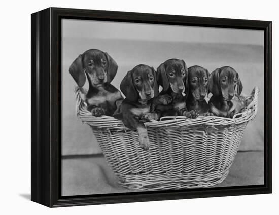 Basket of Puppies-Thomas Fall-Framed Premier Image Canvas