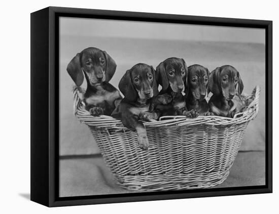 Basket of Puppies-Thomas Fall-Framed Premier Image Canvas