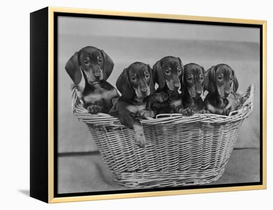 Basket of Puppies-Thomas Fall-Framed Premier Image Canvas