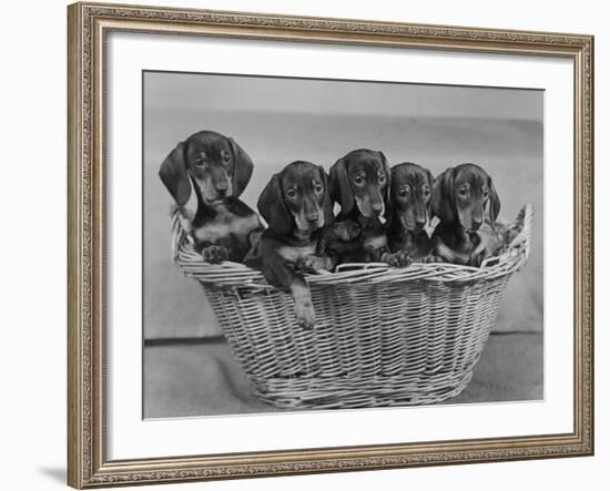 Basket of Puppies-Thomas Fall-Framed Photographic Print