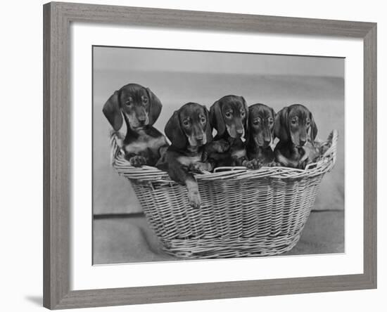 Basket of Puppies-Thomas Fall-Framed Photographic Print