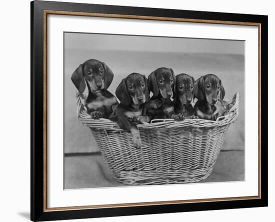 Basket of Puppies-Thomas Fall-Framed Photographic Print