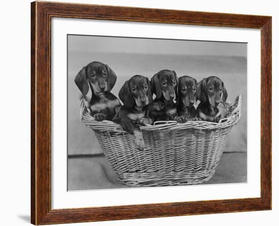 Basket of Puppies-Thomas Fall-Framed Photographic Print